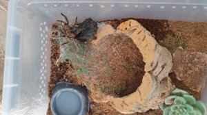 линька паука птицееда Grammostola Pulchra to l9-10