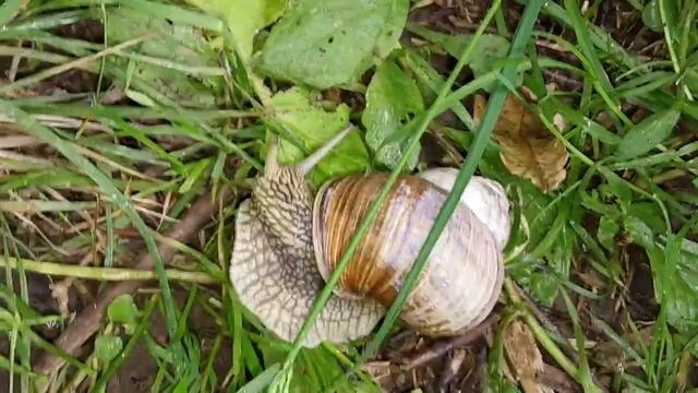 Большая лесная улитка-КТО ЗНАЕТ КАК ОНА НАЗЫВАЕТСЯ?Улитка съедобная? смотреть онлайн
