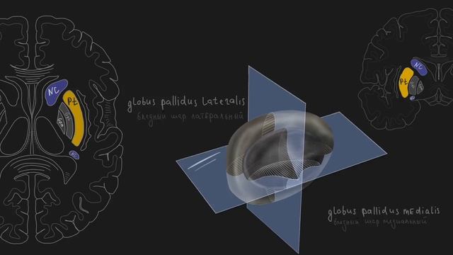 Базальные ядра. Анатомия. смотреть онлайн