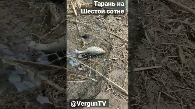 Тарань на Шестой сотне #рыбалка #fishing #verguntv #рыбалка_в_каменском #весенний_клев