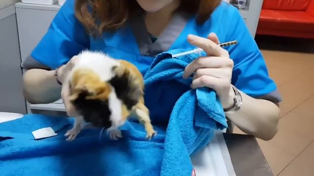 Пренудительное кормление морской свинки из шприца смотреть онлайн