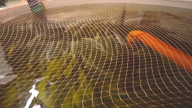 Экскурсия на акваферму: как в Тюмени выращивают форель, стерлядь и осетра смотреть онлайн