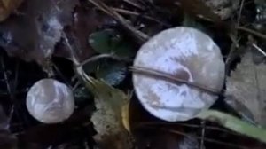 Грибы Рядовки Серые Настоящие  Как растут и где искать  Неизвестные грибы, почти опята