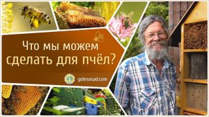 ЧТО МЫ МОЖЕМ СДЕЛАТЬ ДЛЯ ПЧЕЛ?