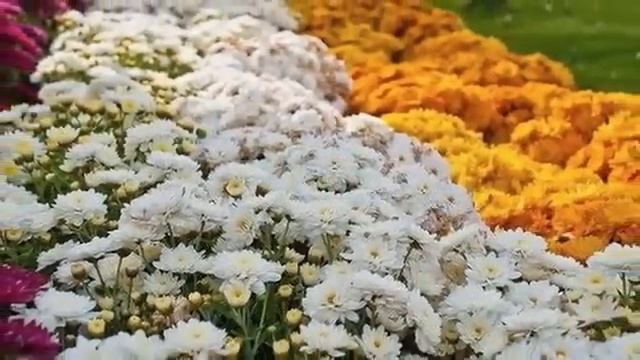 Парк цветов в ОАЭ смотреть онлайн