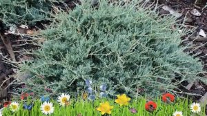 Можжевельник виргинский ? Обзор: посадка и уход. саженцы можжевельника : описание и особенности