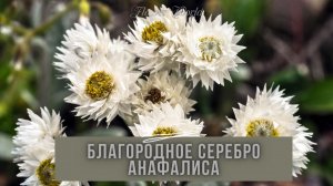 БЛАГОРОДНОЕ СЕРЕБРО АНАФАЛИСА - ФОТО И ОПИСАНИЕ.