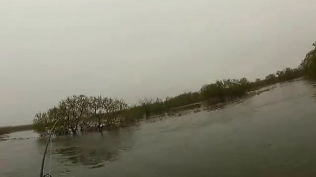 Чавыча 2013