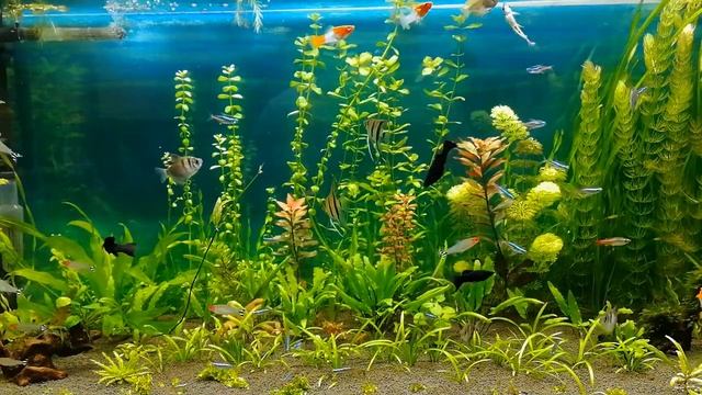 Разные аквариумные дела, фильтр и т.д... #NIK_72 смотреть онлайн