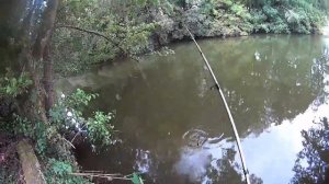 pêche de la perche vidéo 2