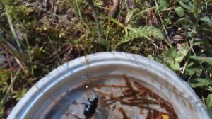 Лесная прогулка  Наш урожай грибов