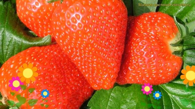 Земляника садовая Клери. Краткий обзор, описание характеристик fragaria ananassa Клери
