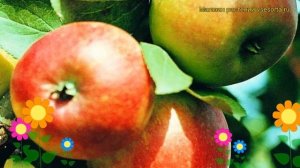 Яблоня Коробовка. Краткий обзор, описание характеристик malus domestica Korobovka