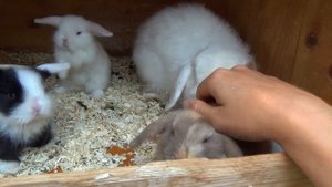 Крольчиха раскидала крольчат. Вислоухие декоративные кролики - карликовый баран кролик.