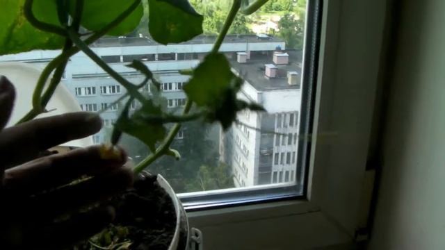 Сад и Огород, Дача - Выращиваем огурцы дома часть 3 (2017) - Кушнаренко Марзиря смотреть онлайн