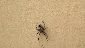 Аргиопа Брюнниха / паук-оса