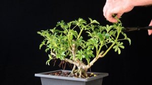 Dwarf Schefflera Hawaiian Umbrella Tree. Schefflera Arboricola. Easy Bonsai