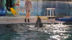 Дельфинарий в могилеве