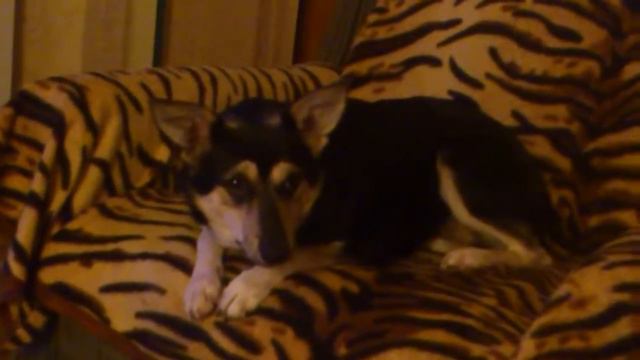 My dog Dana :) смотреть онлайн