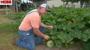 Don't Let This Happen to Your Squash & Pumpkin Plants!