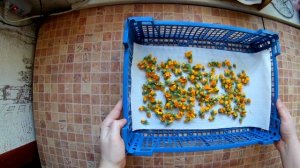 Заготовка календулы лекарственной.Свойства и польза наготков для здоровья.Сушим календулу на зиму