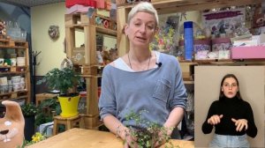 Кудряшка Сью { СУРДОПЕРЕВОД } Мюленбекия - неприхотливое домашнее растение