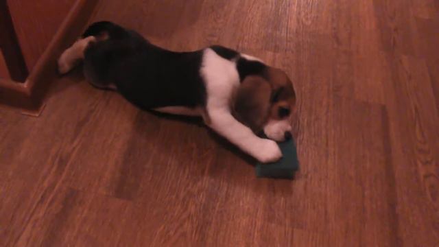 Бигль и губка боб смотреть онлайн