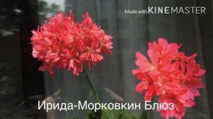 Пеларгония РАЗОЧАРОВАЛА: Antique Rose, Prince Gustav, Jagershus Falej, Ирида-Морковкин Блюз