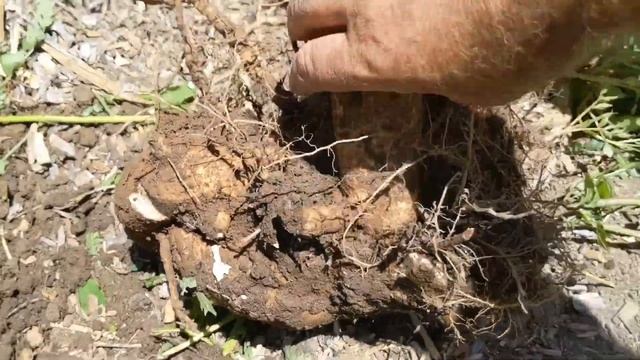 Кампсис (Такома) -- желанное украшение сада для многих и злостный сорняк для нас смотреть онлайн