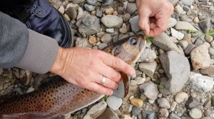 Рыбалка которую нужно увидеть. Хариус и ленок на реке Мухтеле на краю мира