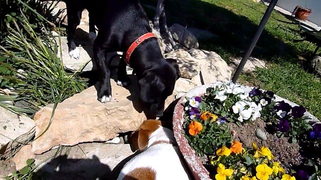 Dogs Sniffing
