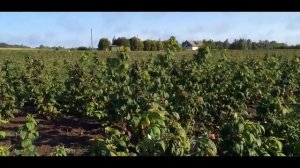 Малина и малина ремонтантная сорта Бриллиантовая, Полка, Рубиновое ожерелье и др  u5 Ao8QLvaA ao1Gs