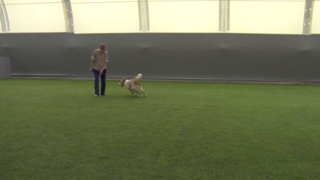 Вне зачета - Бекенева Яна и Бордер колли Люмос Солем Барокко смотреть онлайн