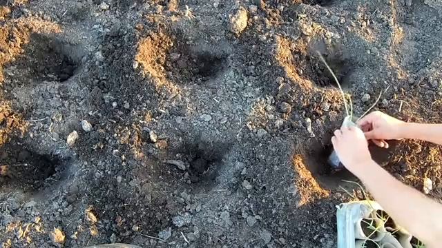 Тонкости выращивания лука Эксибишен (1,2 кг луковица) смотреть онлайн