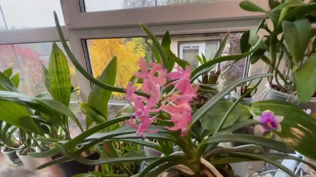 Neofinetia falcata x asctm.curvifolium смотреть онлайн