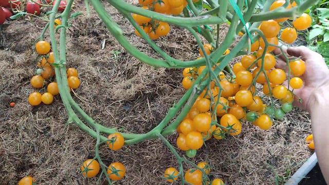 ТОМАТ САММЕР САН смотреть онлайн