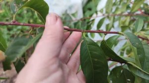 Персик Киевский ранний в кустовидной форме в Ленинградской области.