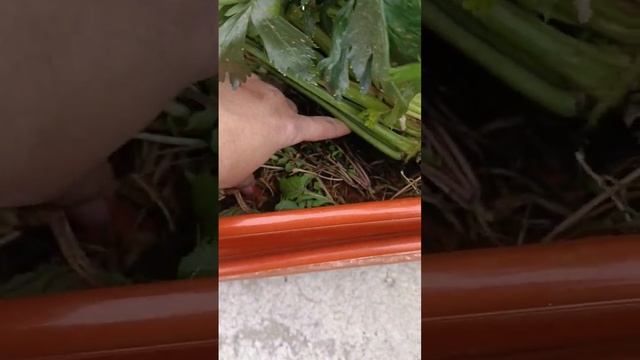 ХОЧУ СЧАСТЬЯ ВСЮ ЗИМУ #настялосева
