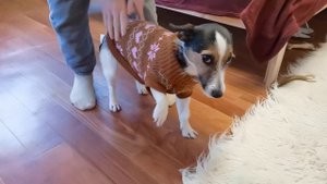 Собаки не любят одеваться