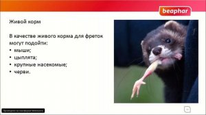 Кормление хорьков