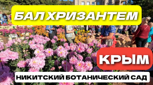 КРЫМ. БАЛ ХРИЗАНТЕМ. НИКИТСКИЙ БОТАНИЧЕСКИЙ САД. 1 СЕРИЯ #крым #балхризантем #ялта #crimea #юбк