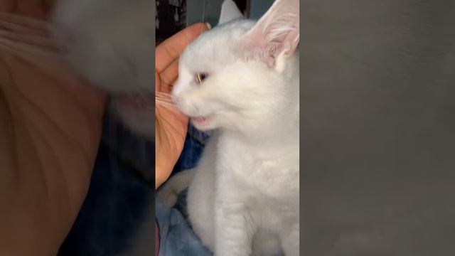 Кариес у кошек 🐱 Что делать?