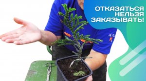 Что прислал Вайлдберрис? Саженцы из незнакомого питомника