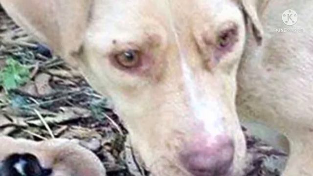 Ее привязали к дереву и оставили в лесу…Но у нее было ради кого жить эти 10 долгих дней смотреть онлайн