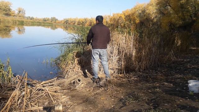 Осенняя рыбалка на карася, район пос.Акжайык смотреть онлайн