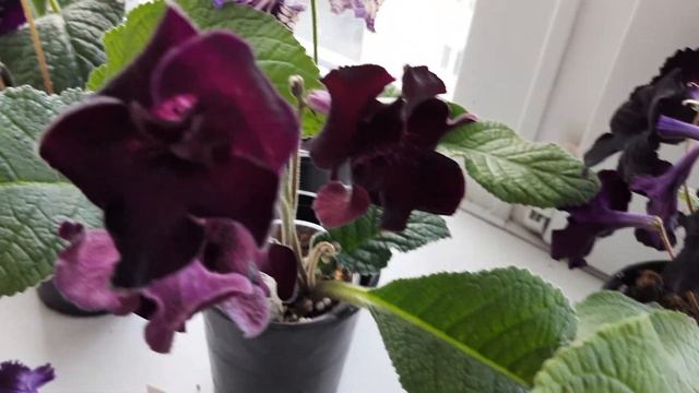 Последнее цветение в 2021году. Стрептокарпусы. смотреть онлайн