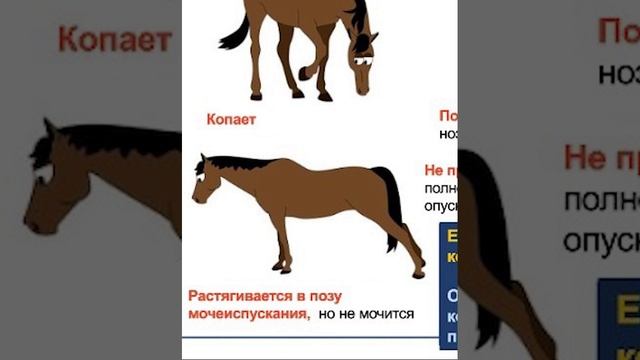 Колики у лошади. Признаки