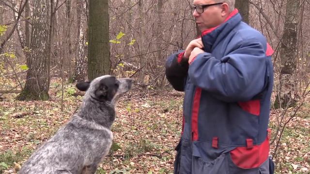 Дрессировка собак, с чего начать? Основы дрессировки собак