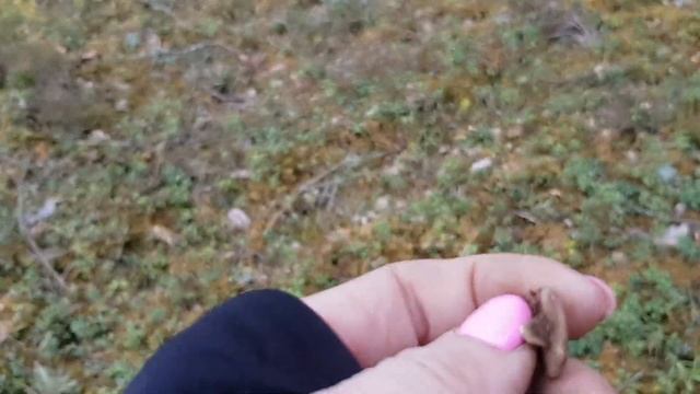 Лесная дорога и серебро Ливонского Ордена