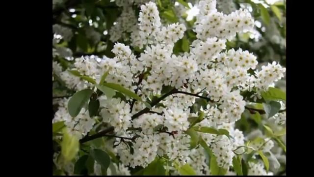 Как приготовить овсяный квас. смотреть онлайн